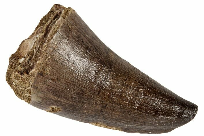 Fossil Mosasaur (Prognathodon) Tooth - Morocco #186522